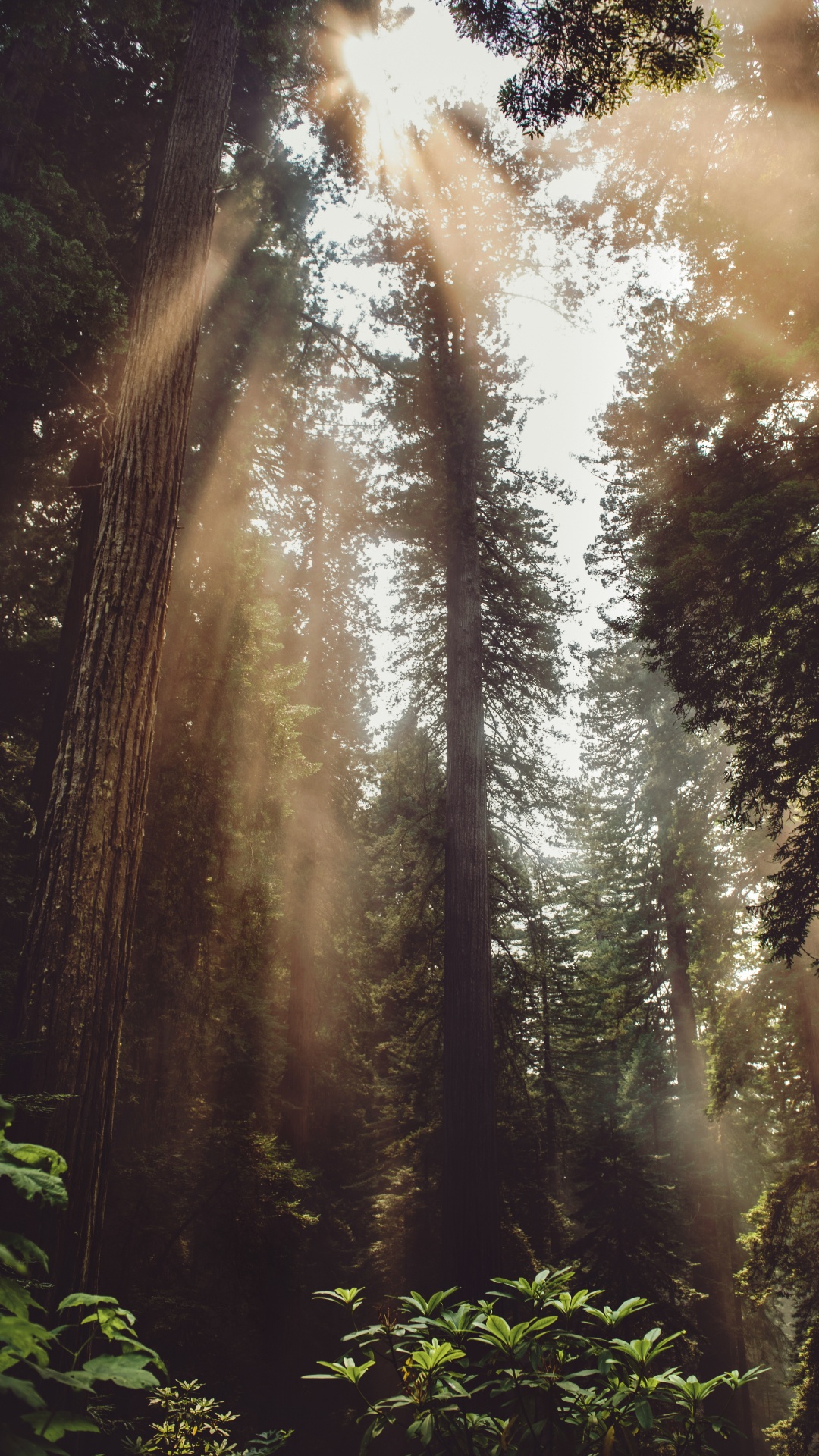 Licht, Dschungel, Vegetation, Den Alten Wald, Sonnenlicht. Wallpaper in 1080x1920 Resolution