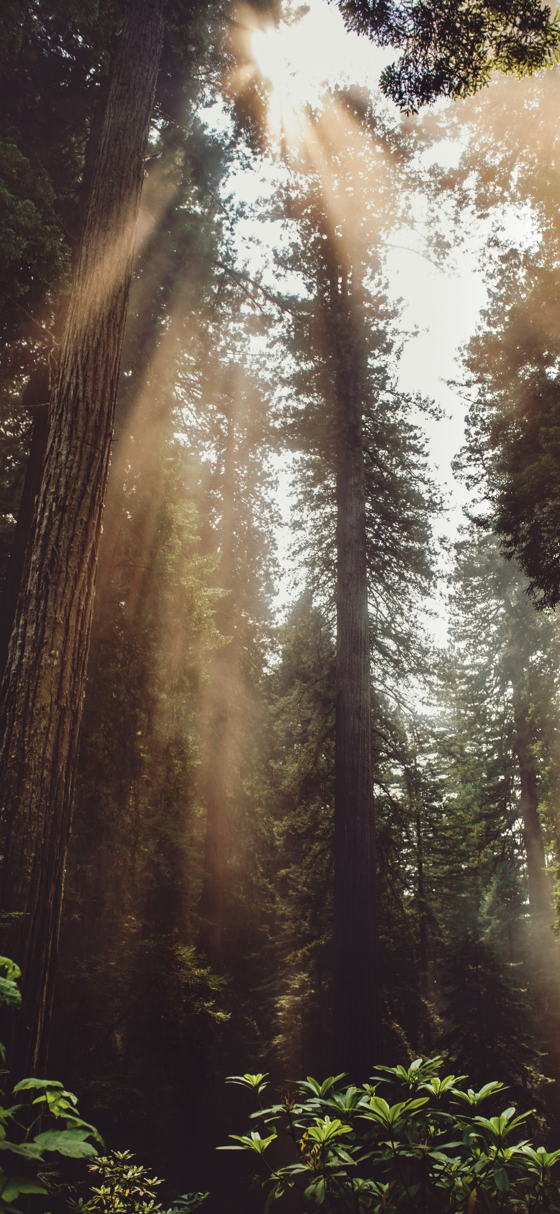 Licht, Dschungel, Vegetation, Den Alten Wald, Sonnenlicht. Wallpaper in 1125x2436 Resolution