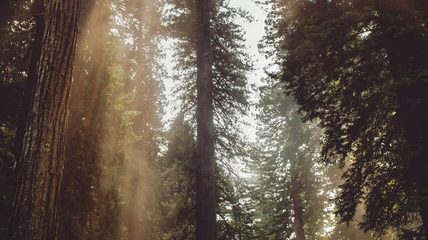 Licht, Dschungel, Vegetation, Den Alten Wald, Sonnenlicht. Wallpaper in 1366x768 Resolution