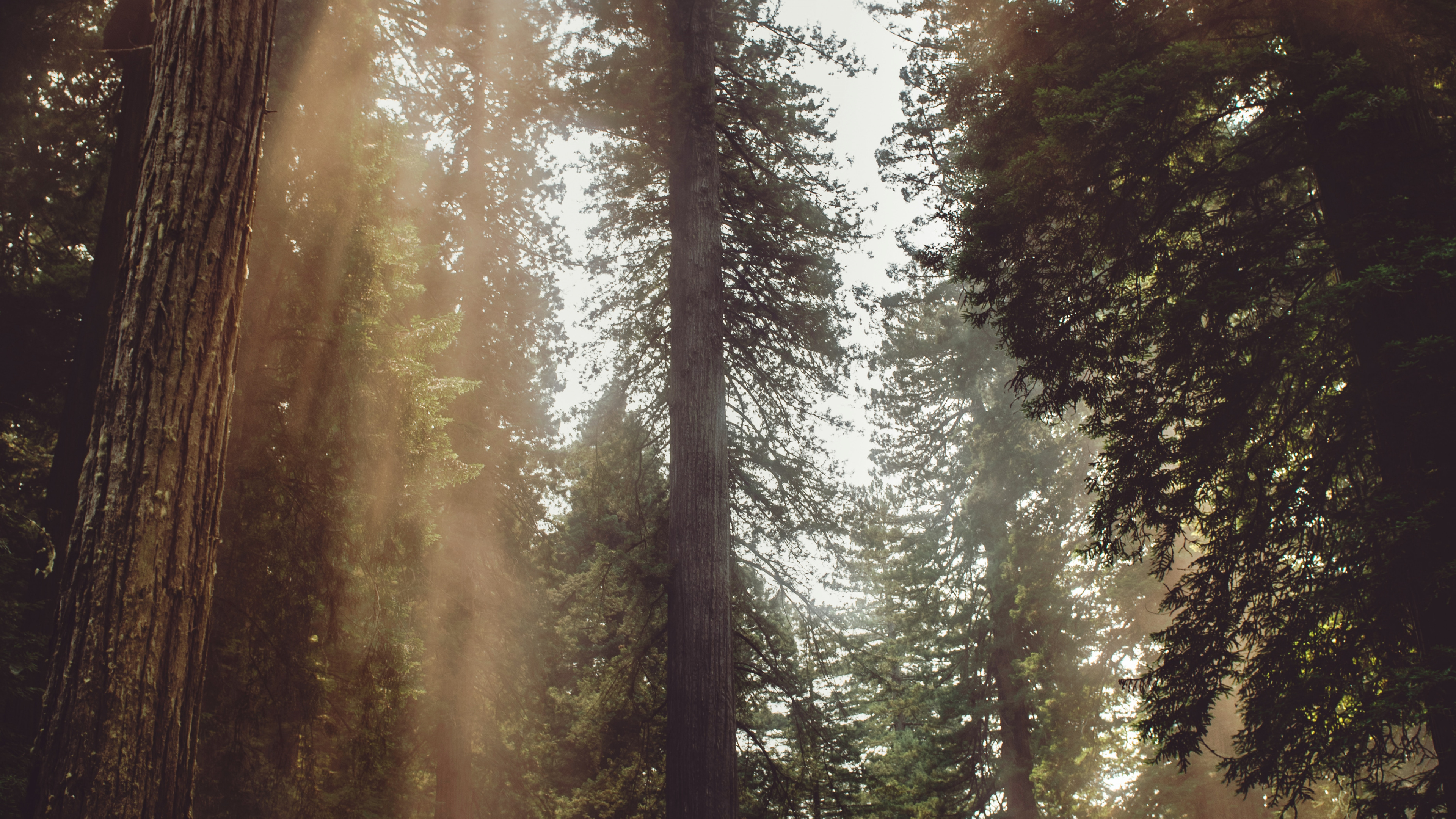 Licht, Dschungel, Vegetation, Den Alten Wald, Sonnenlicht. Wallpaper in 3840x2160 Resolution