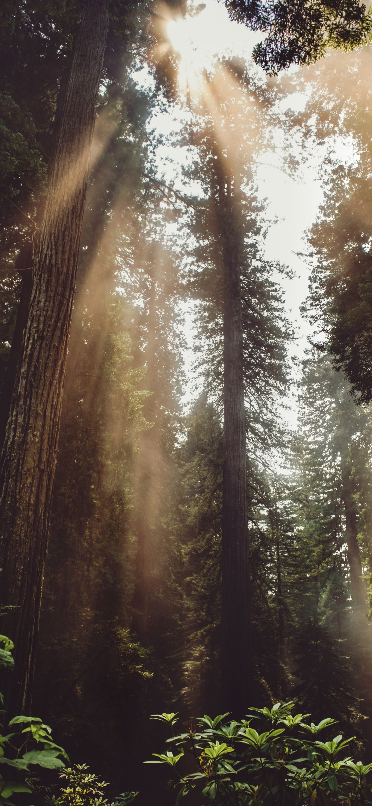 Light, Jungle, Vegetation, Old Growth Forest, Sunlight. Wallpaper in 1242x2688 Resolution