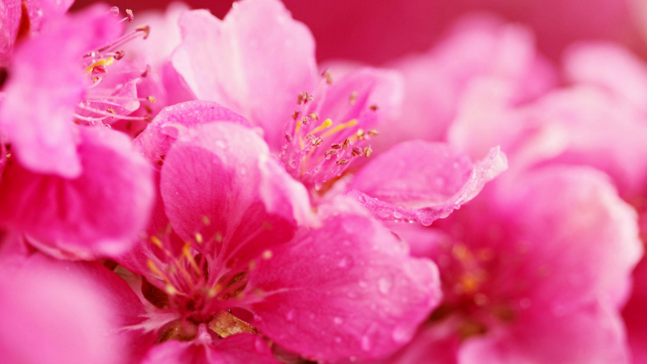 Rosa Blume in Makroaufnahme. Wallpaper in 1280x720 Resolution