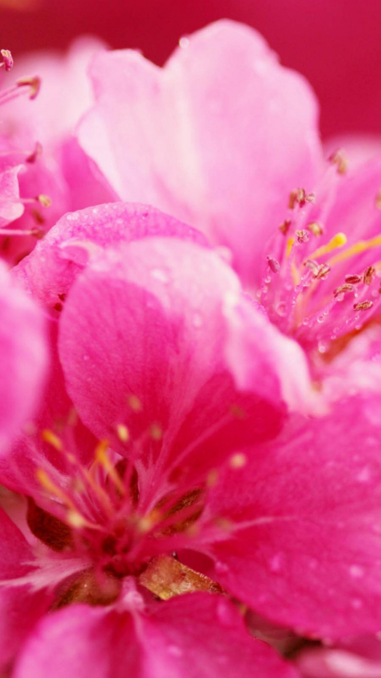 Rosa Blume in Makroaufnahme. Wallpaper in 750x1334 Resolution