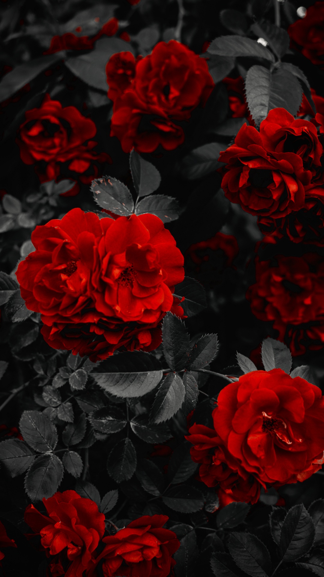 Garden Roses, Flower, Petal, Black, Plant. Wallpaper in 1080x1920 Resolution