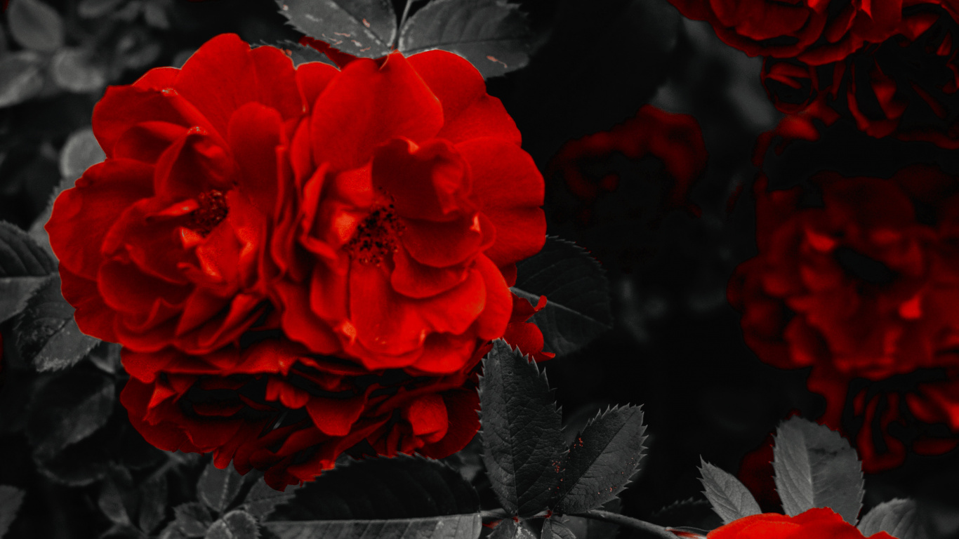 Garden Roses, Flower, Petal, Black, Plant. Wallpaper in 1366x768 Resolution