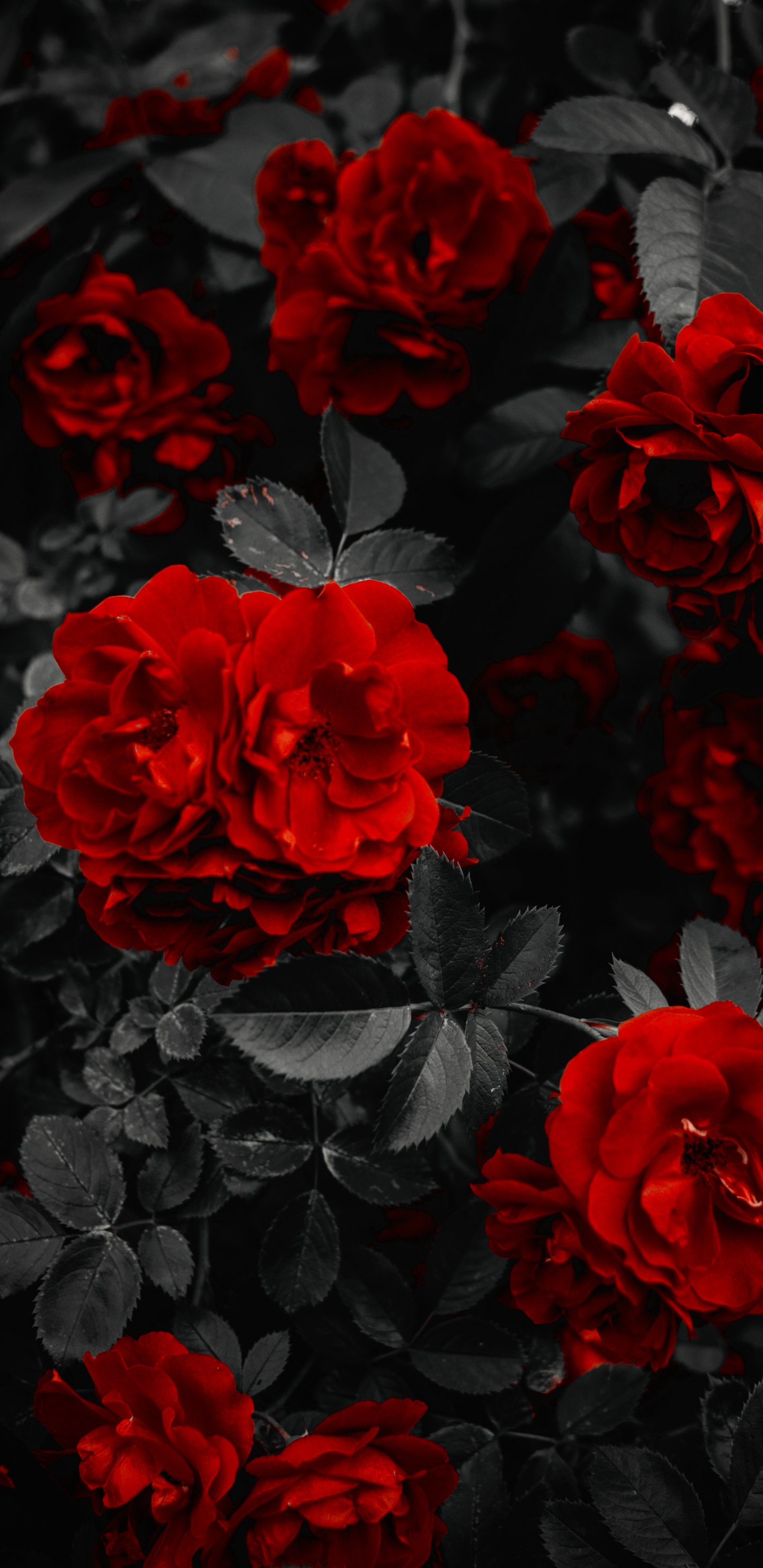 Garten Rosen, Blütenblatt, Schwarz, Hybrid Tea Rose, Botanik. Wallpaper in 1440x2960 Resolution