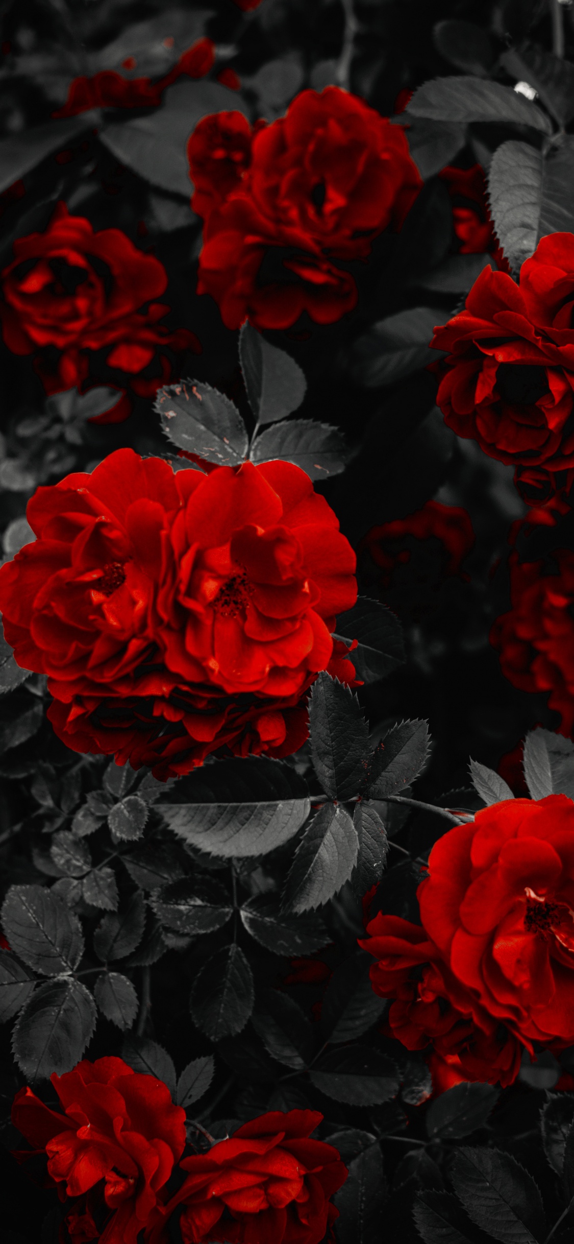 Las Rosas de Jardín, Pétalo, Negro, Híbrido de té de Rosa, la Botánica. Wallpaper in 1125x2436 Resolution