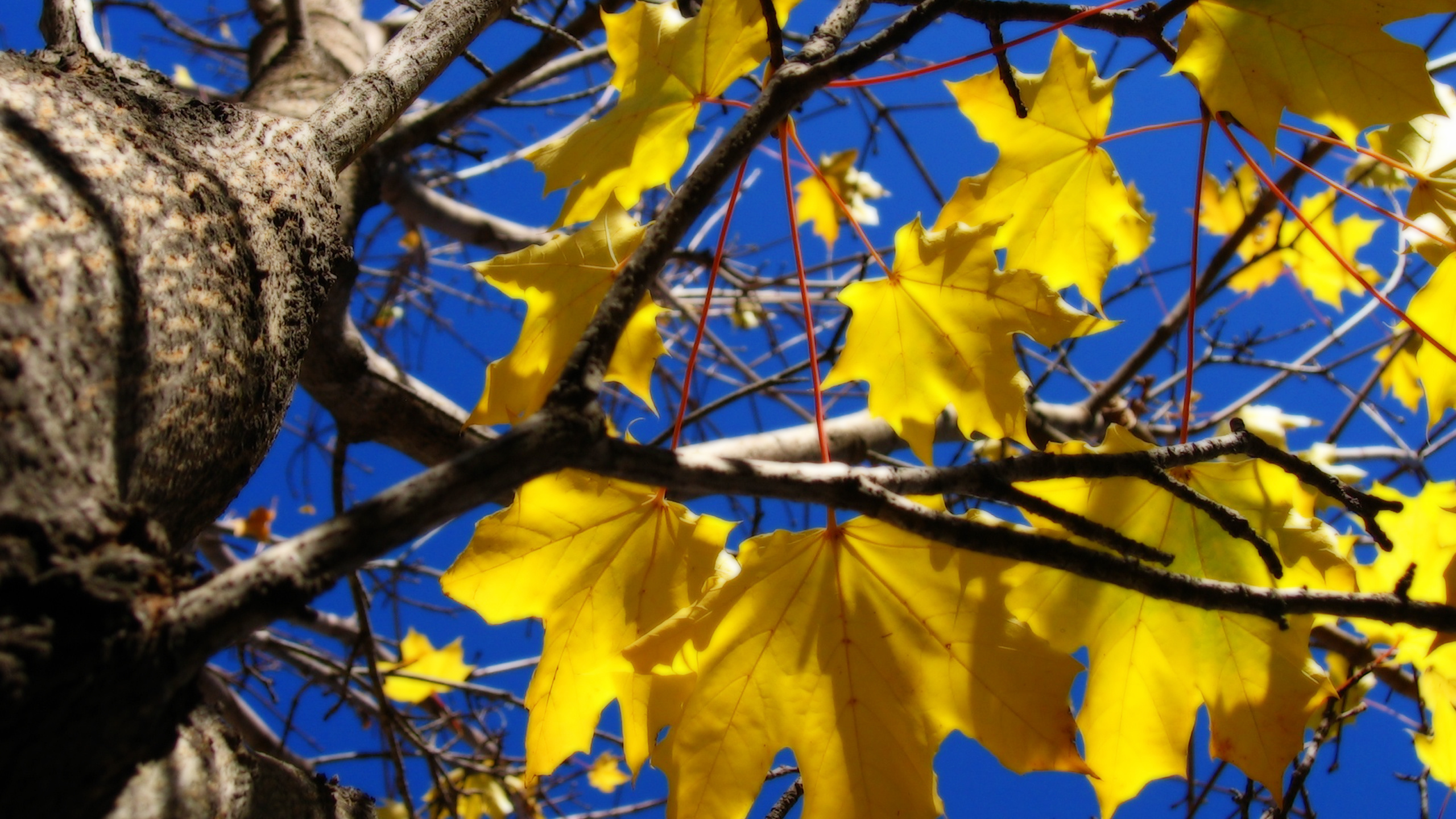 Feuilles Jaunes Sur Une Branche D'arbre Brune. Wallpaper in 2560x1440 Resolution