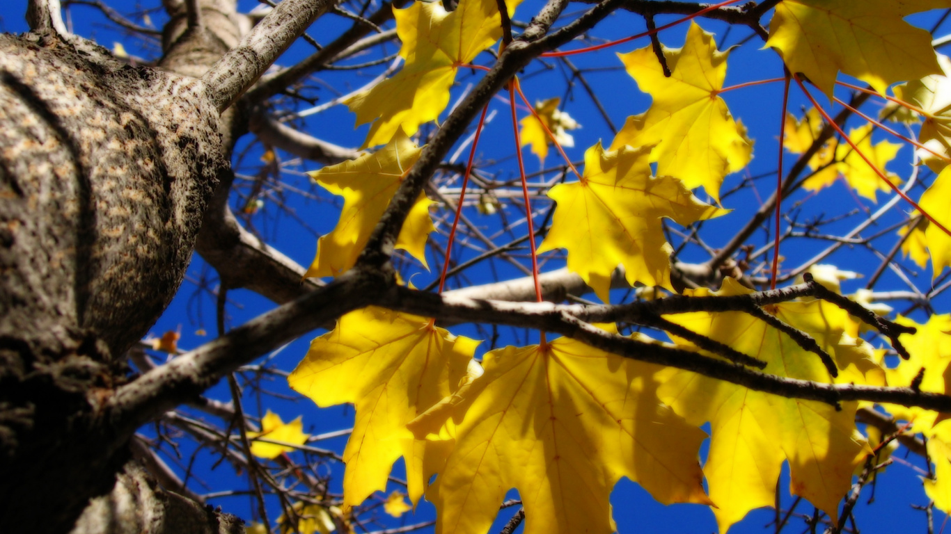 Hojas Amarillas en la Rama de un Árbol Marrón. Wallpaper in 1366x768 Resolution