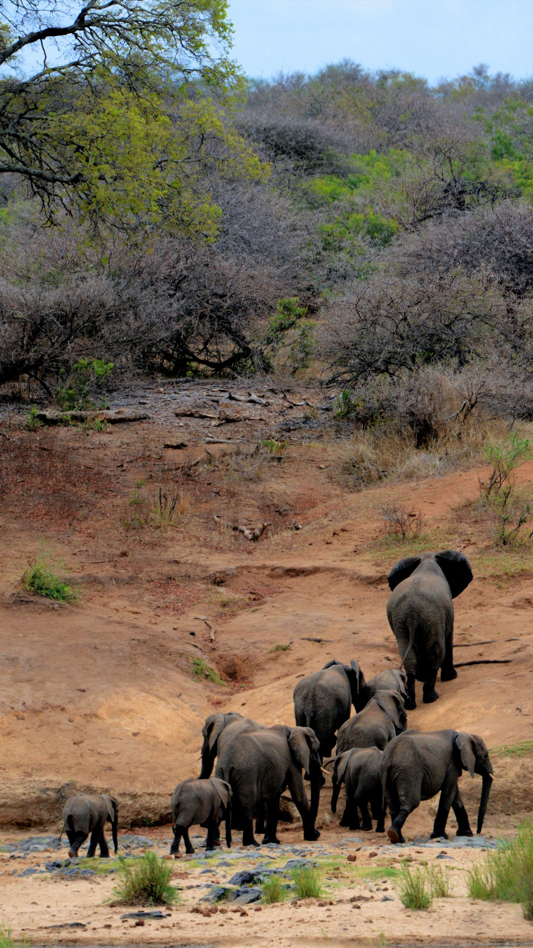 el Parque Nacional Kruger, Safari, Viaje, Reserva Nacional Masai Mara, Biodiversidad. Wallpaper in 1080x1920 Resolution