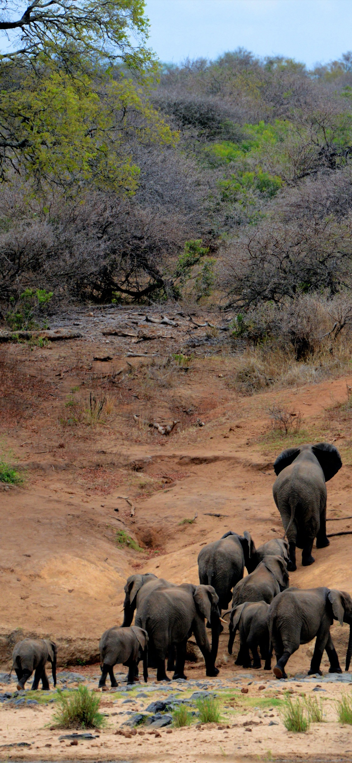 el Parque Nacional Kruger, Safari, Viaje, Reserva Nacional Masai Mara, Biodiversidad. Wallpaper in 1125x2436 Resolution