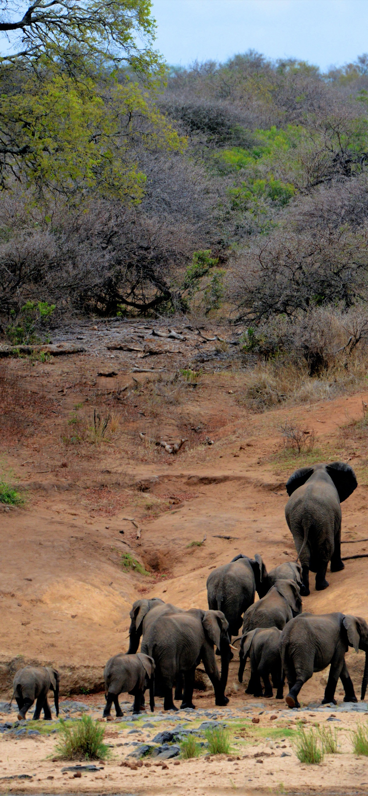 el Parque Nacional Kruger, Safari, Viaje, Reserva Nacional Masai Mara, Biodiversidad. Wallpaper in 1242x2688 Resolution
