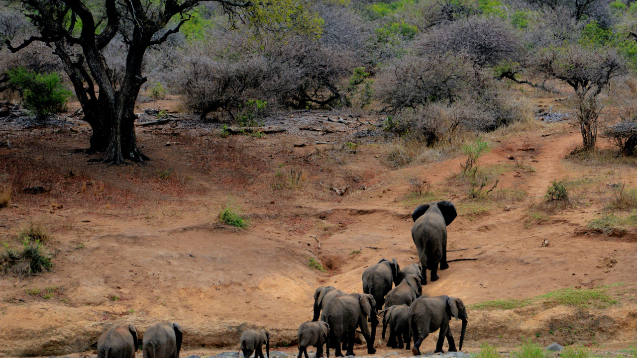 el Parque Nacional Kruger, Safari, Viaje, Reserva Nacional Masai Mara, Biodiversidad. Wallpaper in 1280x720 Resolution
