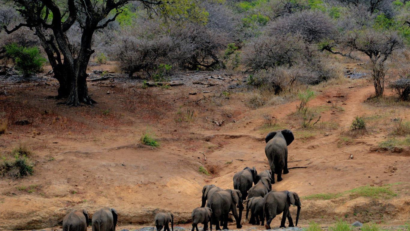 el Parque Nacional Kruger, Safari, Viaje, Reserva Nacional Masai Mara, Biodiversidad. Wallpaper in 1366x768 Resolution