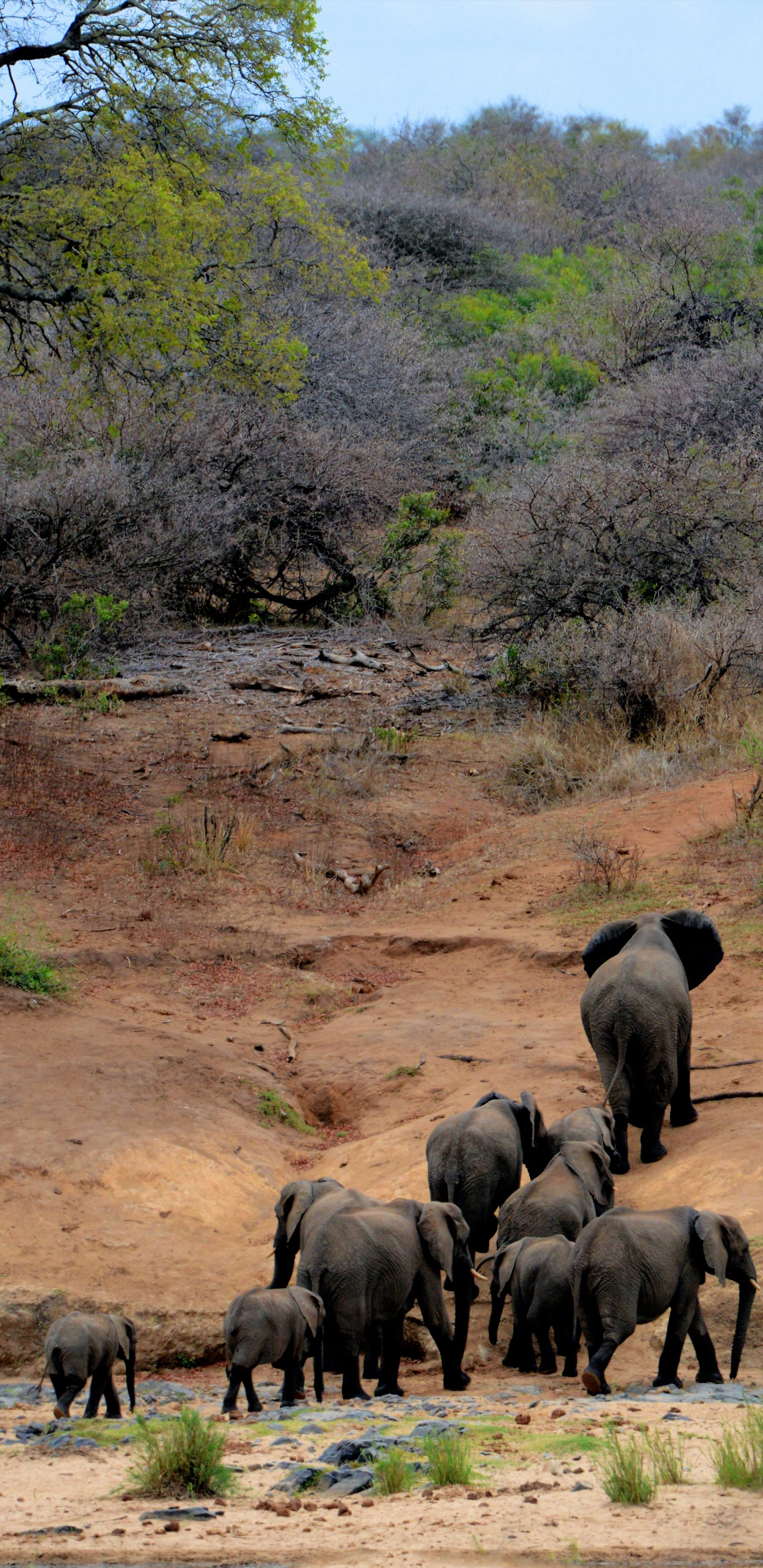 el Parque Nacional Kruger, Safari, Viaje, Reserva Nacional Masai Mara, Biodiversidad. Wallpaper in 1440x2960 Resolution