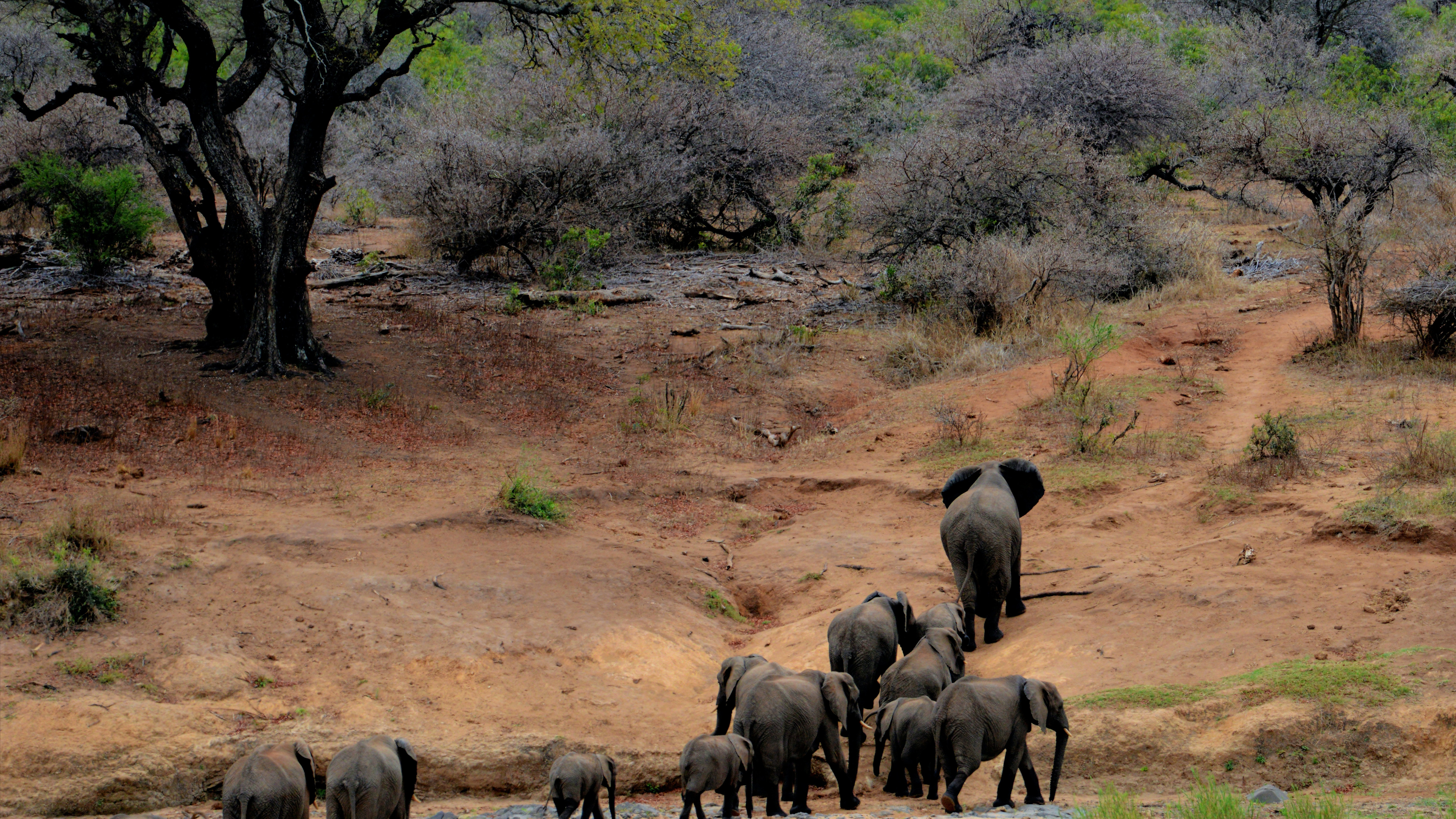 el Parque Nacional Kruger, Safari, Viaje, Reserva Nacional Masai Mara, Biodiversidad. Wallpaper in 3840x2160 Resolution