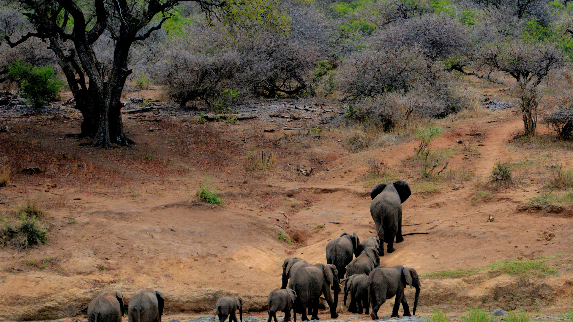 Kruger National Park, Safari, Reise, Maasai Mara National Reserve, Biodiversität. Wallpaper in 1920x1080 Resolution