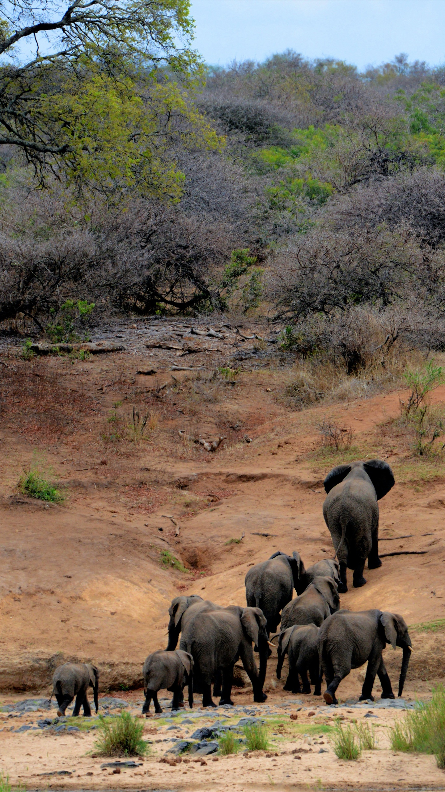 le Parc National Kruger, Safari, Voyage, Réserve Nationale Maasai Mara, Biodiversité. Wallpaper in 1440x2560 Resolution