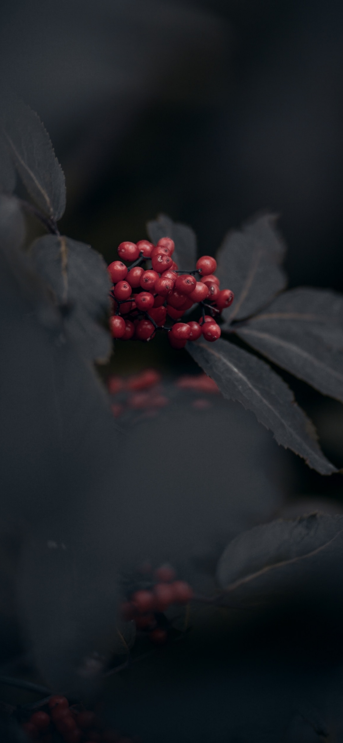 Darkness, Red, Black, Leaf, Plant. Wallpaper in 1125x2436 Resolution
