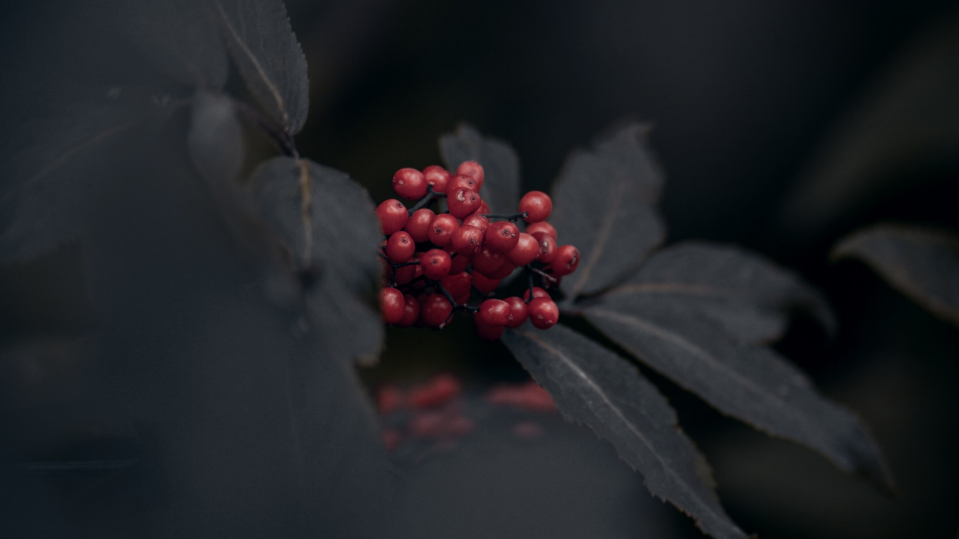 Darkness, Red, Black, Leaf, Plant. Wallpaper in 1366x768 Resolution