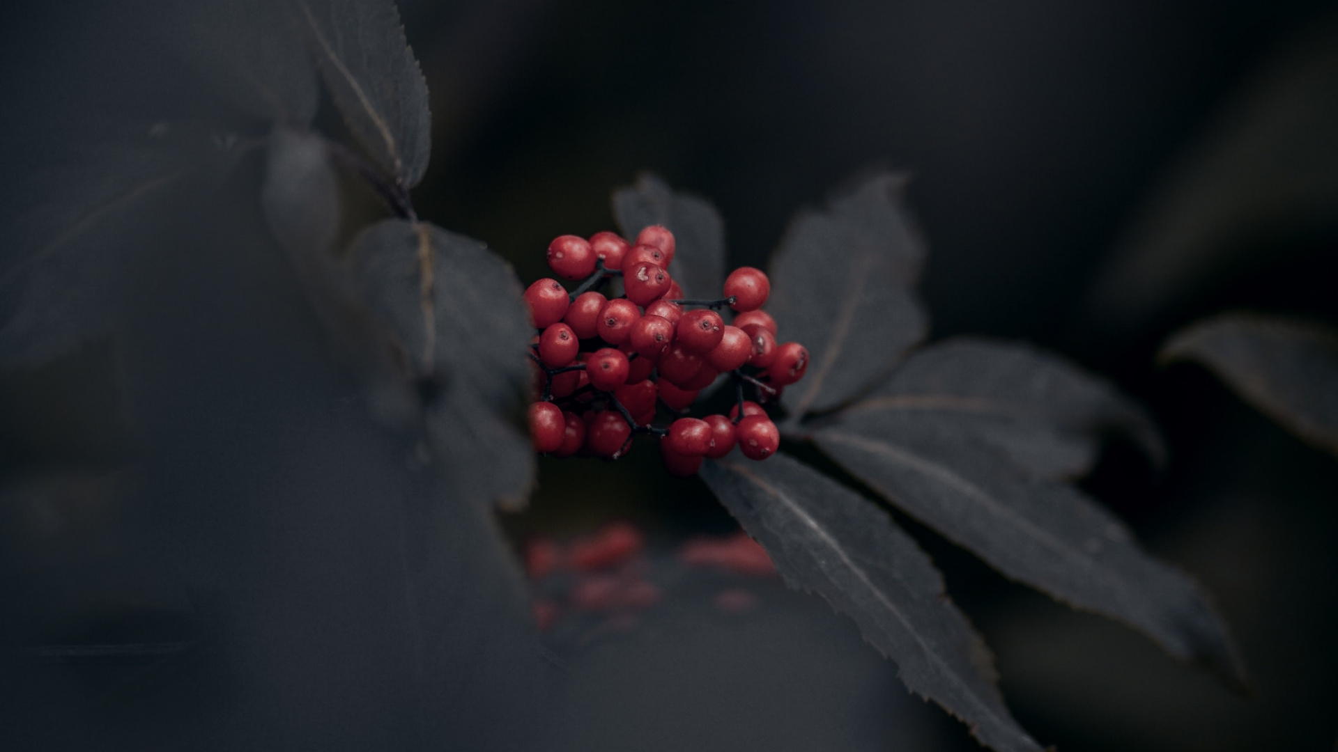 Darkness, Red, Black, Leaf, Plant. Wallpaper in 1920x1080 Resolution