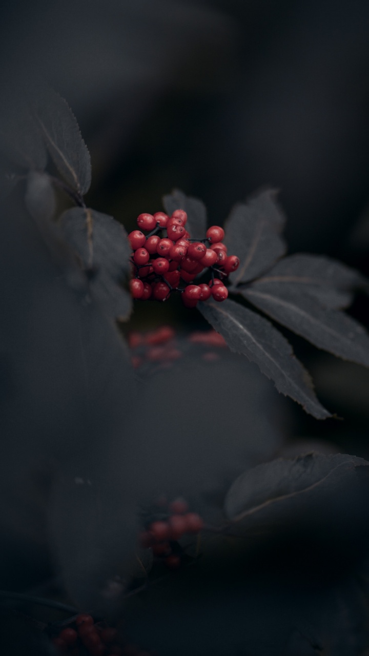 红色的, 黑色的, 色彩 壁纸 720x1280 允许