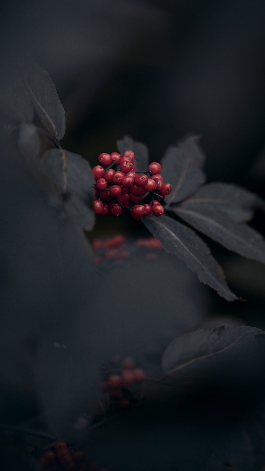 Obscurité, Red, Noir, Feuille, la Pureté de la Couleur. Wallpaper in 1080x1920 Resolution