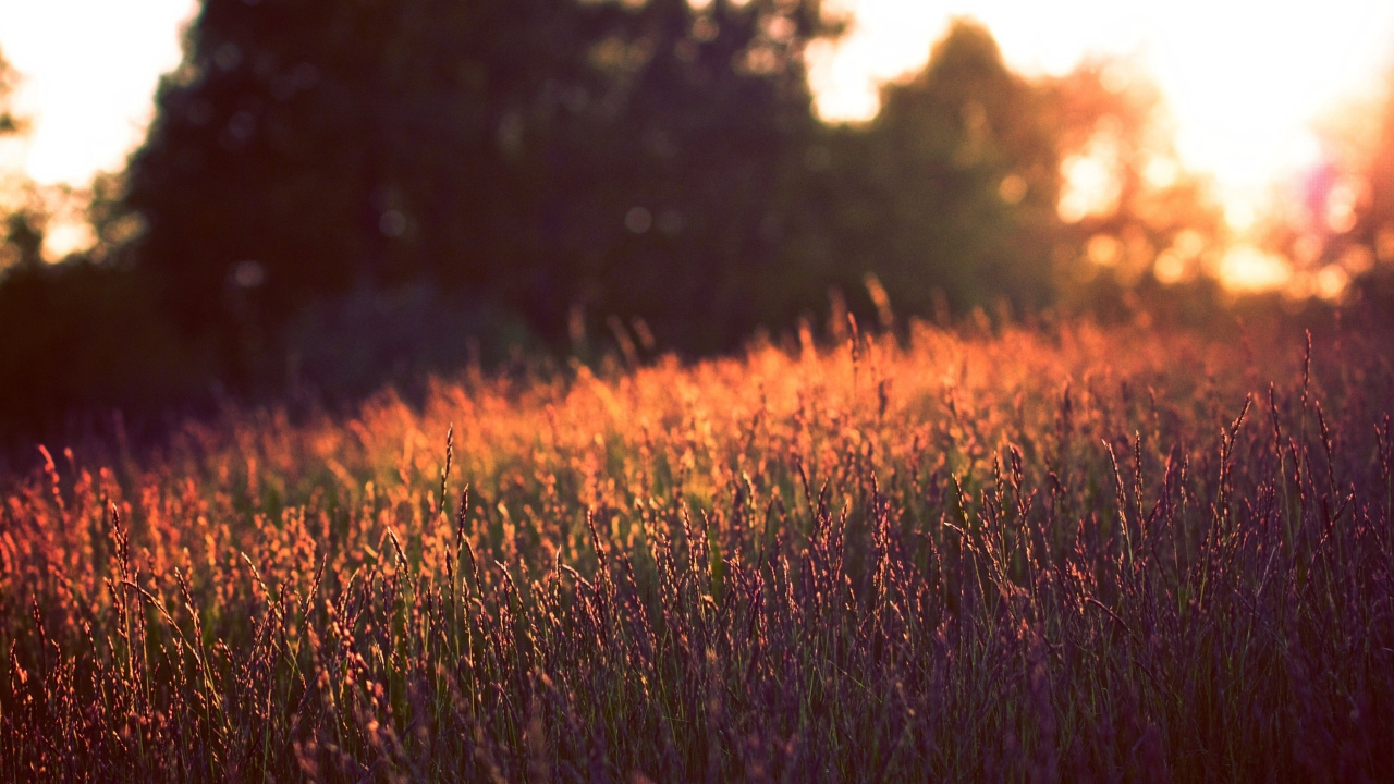 Green Grass Field During Daytime. Wallpaper in 1280x720 Resolution