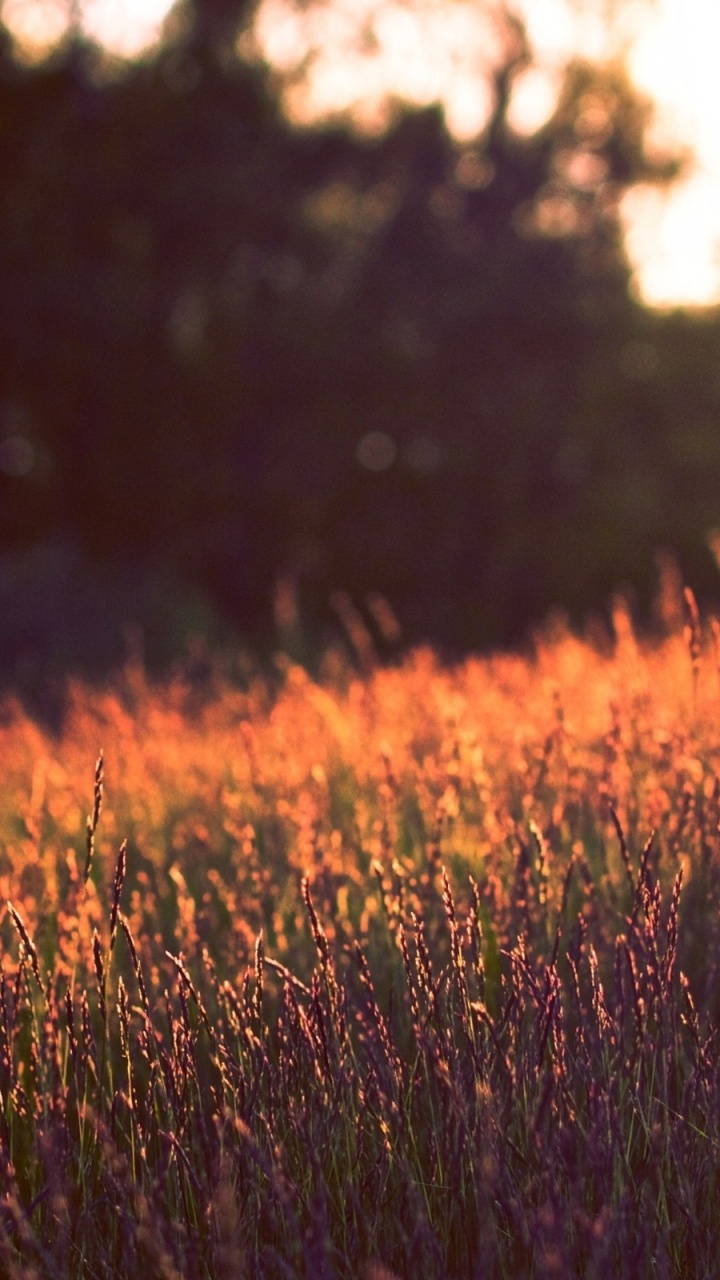 Green Grass Field During Daytime. Wallpaper in 720x1280 Resolution