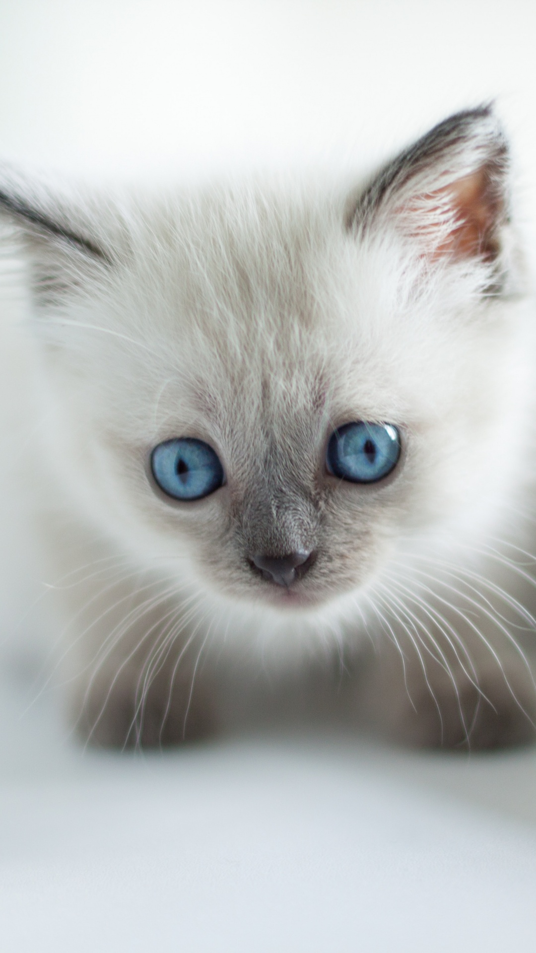 Chat à Fourrure Courte Blanc et Bleu. Wallpaper in 1080x1920 Resolution