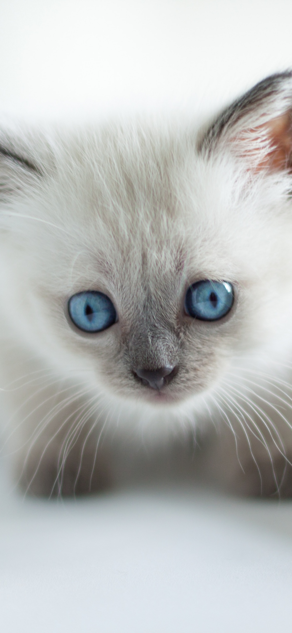 Chat à Fourrure Courte Blanc et Bleu. Wallpaper in 1125x2436 Resolution