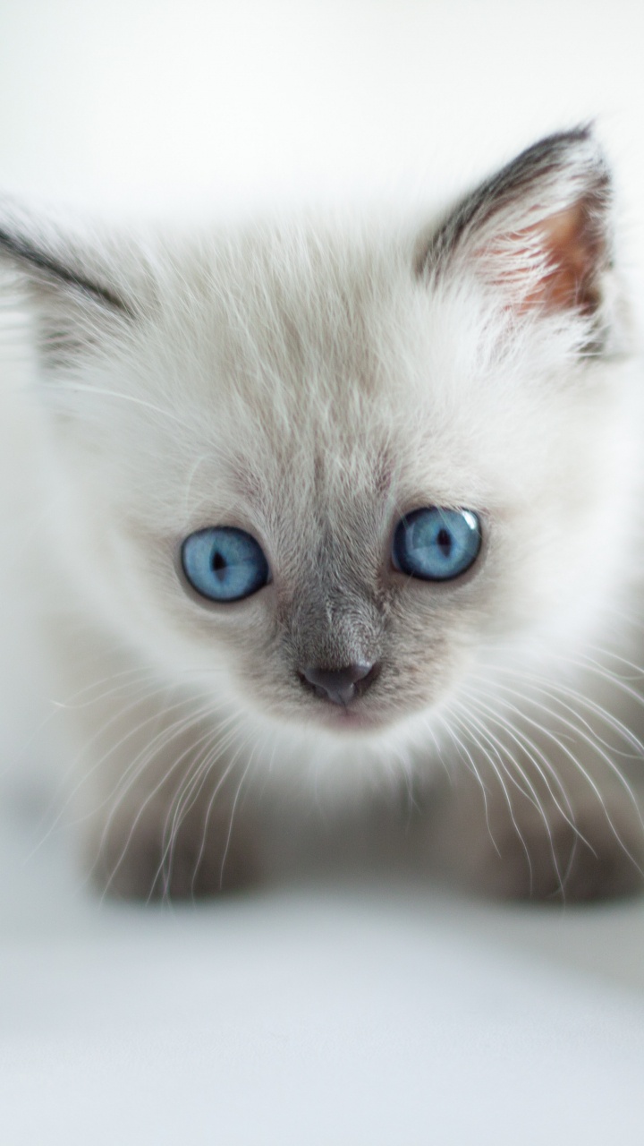 Chat à Fourrure Courte Blanc et Bleu. Wallpaper in 720x1280 Resolution