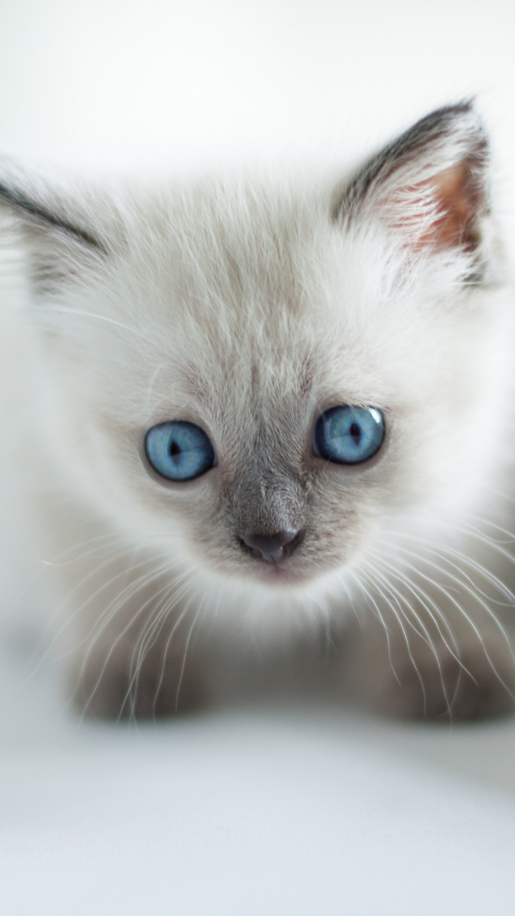 Chat à Fourrure Courte Blanc et Bleu. Wallpaper in 750x1334 Resolution