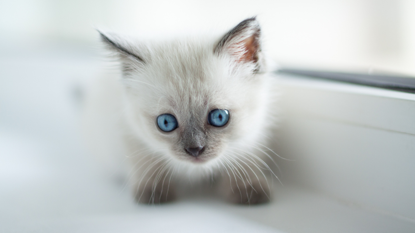 Gato de Pelo Corto Blanco y Azul. Wallpaper in 1366x768 Resolution