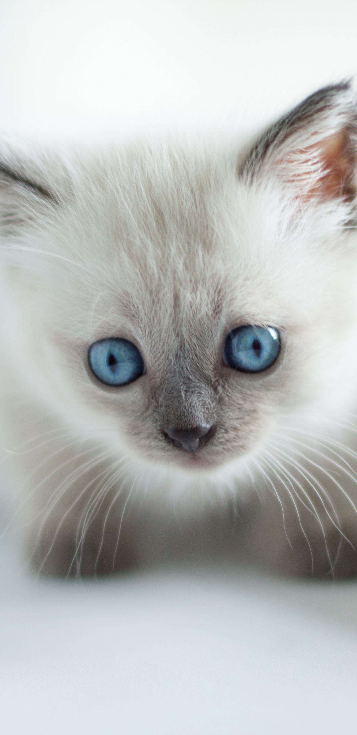 Gato de Pelo Corto Blanco y Azul. Wallpaper in 1440x2960 Resolution