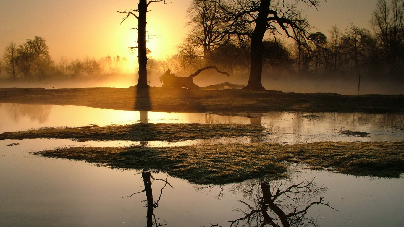 Silhouette of Tree on Body of Water During Sunset. Wallpaper in 1366x768 Resolution