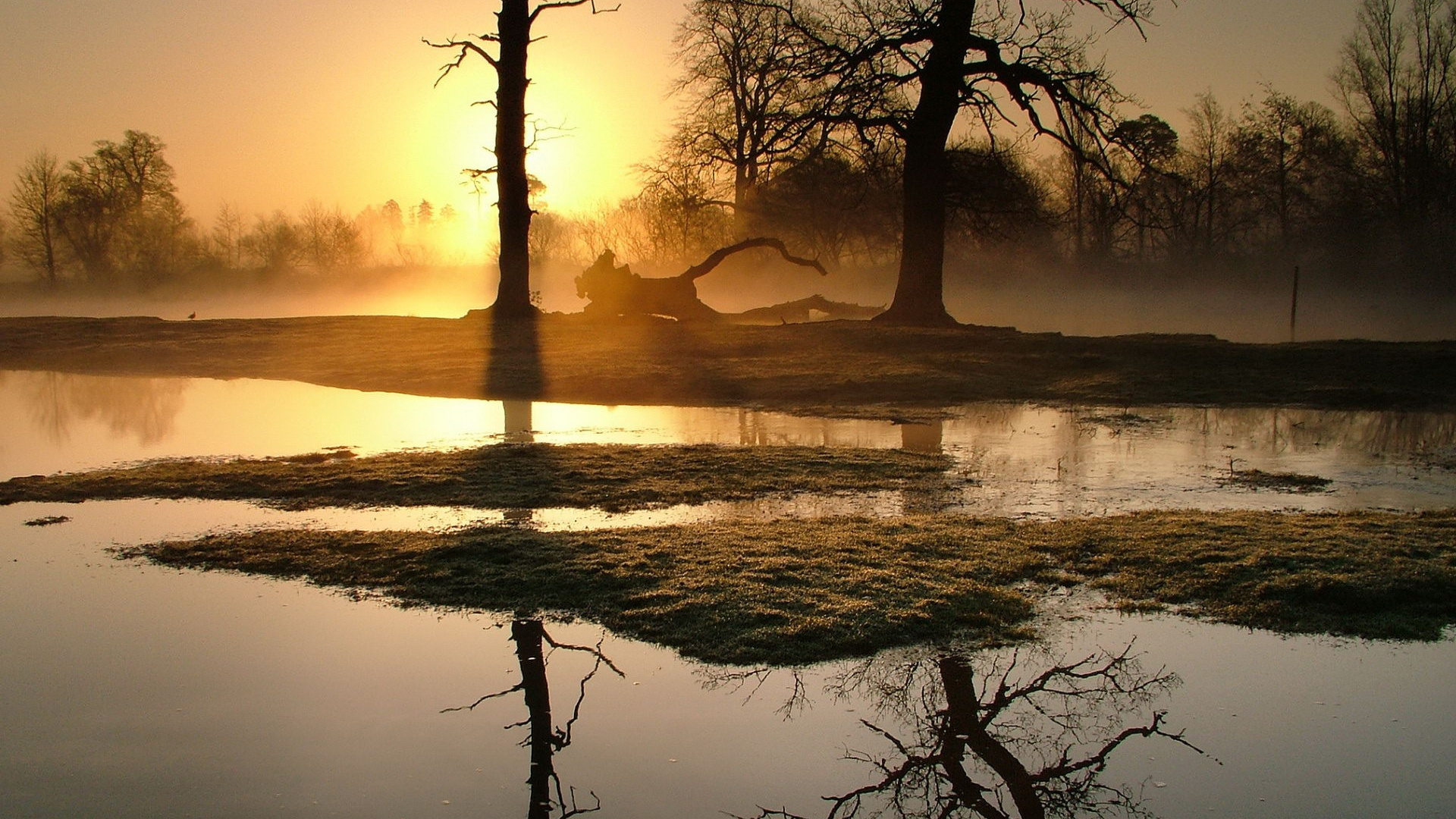 Silhouette of Tree on Body of Water During Sunset. Wallpaper in 1920x1080 Resolution