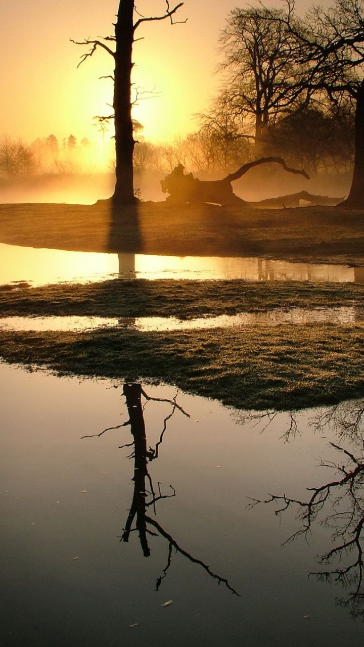 Silhouette of Tree on Body of Water During Sunset. Wallpaper in 720x1280 Resolution
