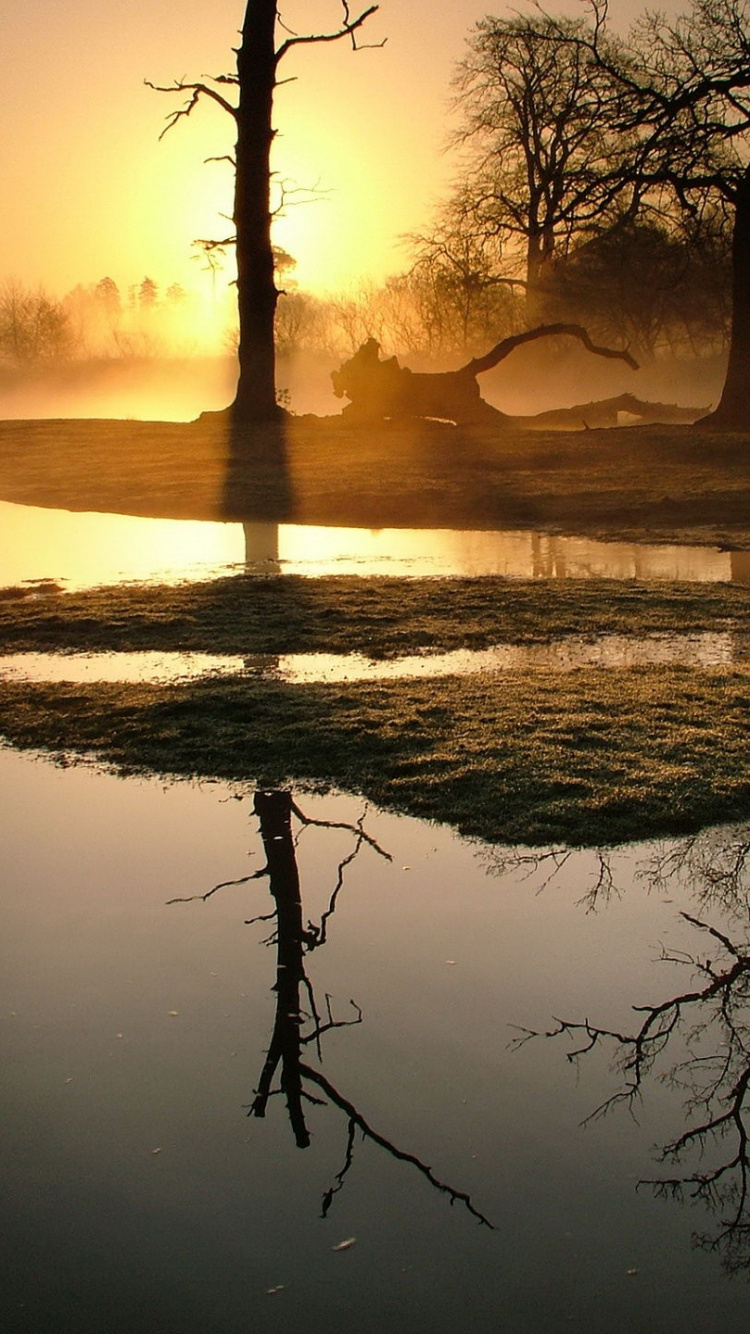 Silhouette of Tree on Body of Water During Sunset. Wallpaper in 750x1334 Resolution