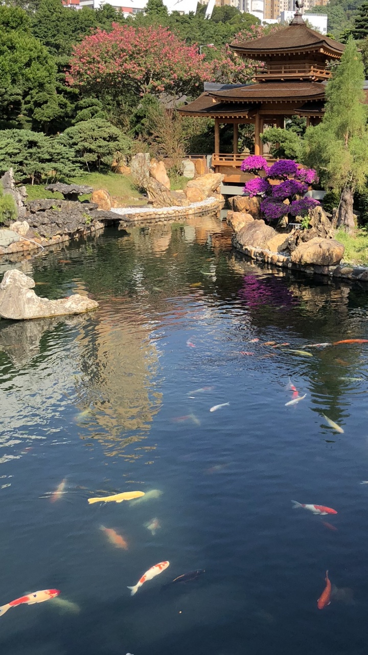 Reflection, Body of Water, Pond, Water, Water Resources. Wallpaper in 720x1280 Resolution