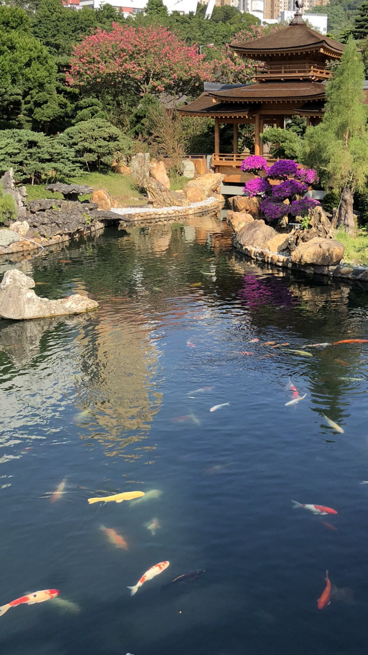 Reflection, Body of Water, Pond, Water, Water Resources. Wallpaper in 750x1334 Resolution