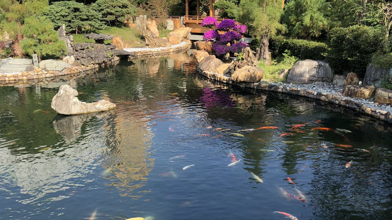 Reflexion, Gewässer, Teich, Wasser, Wasserressourcen. Wallpaper in 1280x720 Resolution