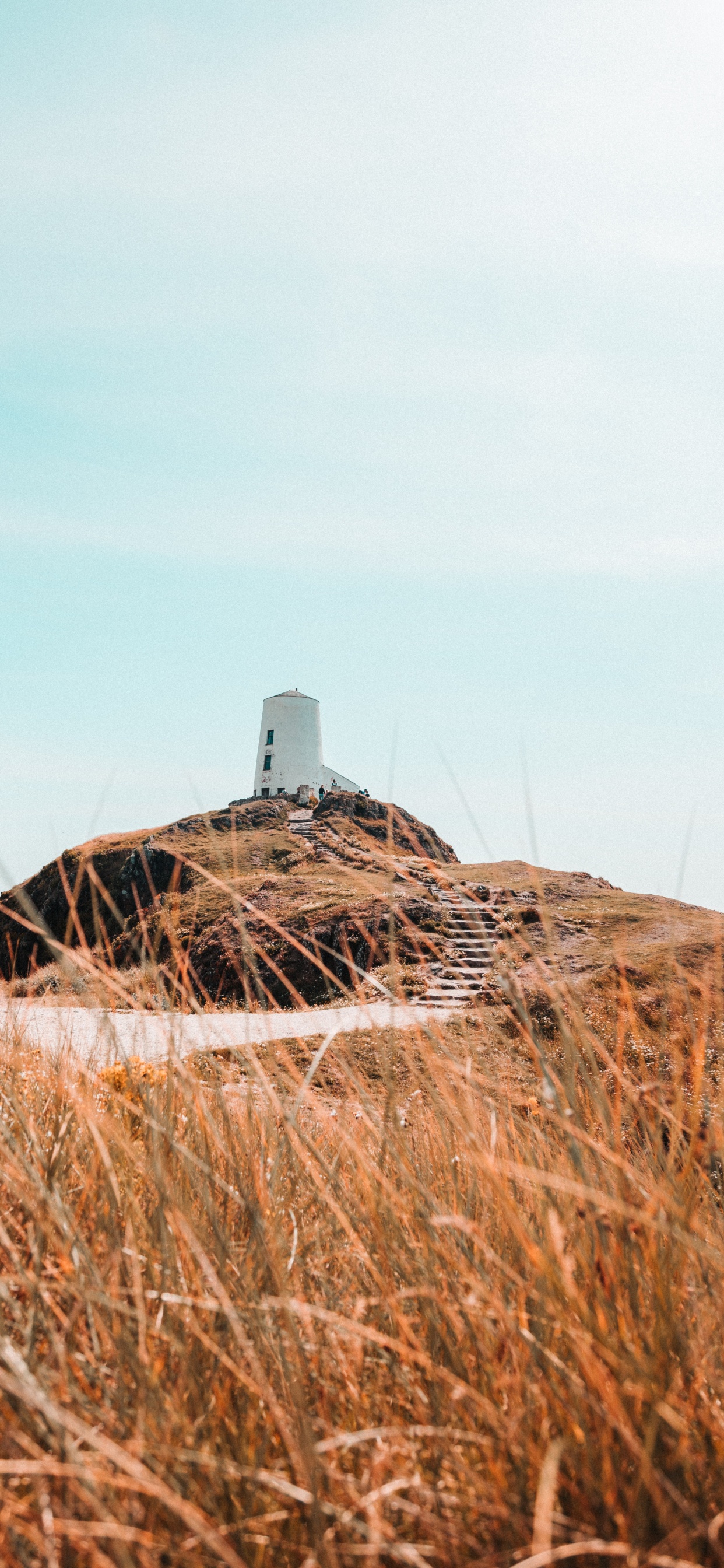 草家庭, 干草, 稻草, 草, 性质 壁纸 1242x2688 允许