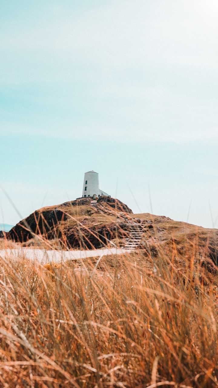 Grass Family, Field, Hay, Straw, Plant. Wallpaper in 720x1280 Resolution