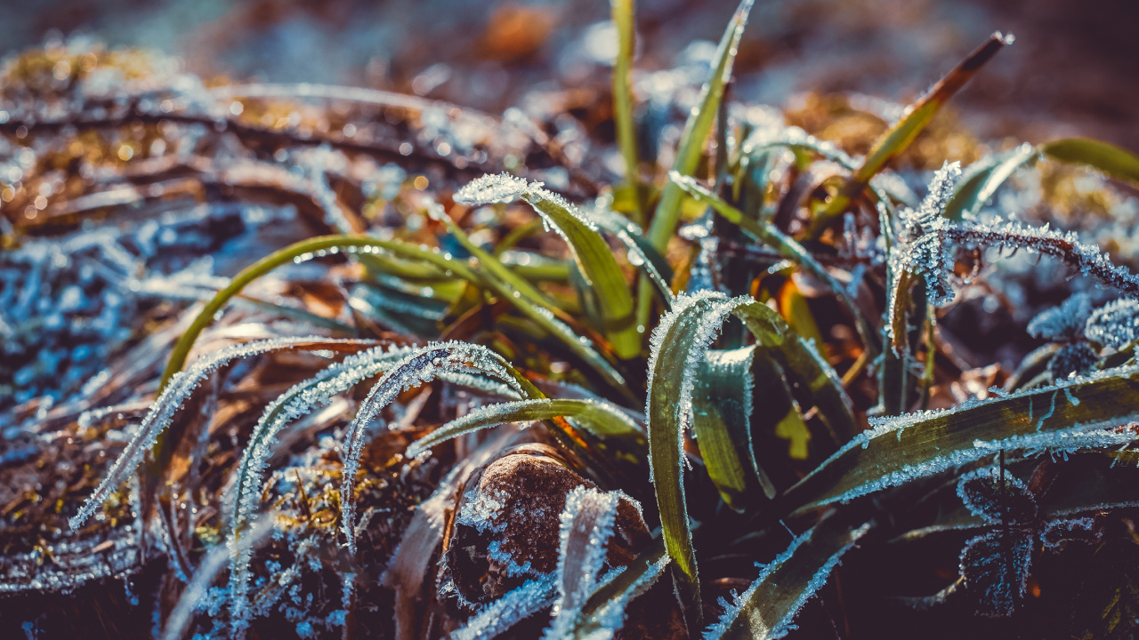 Frost, Wasser, Blatt, Gras, Gras-Familie. Wallpaper in 1280x720 Resolution