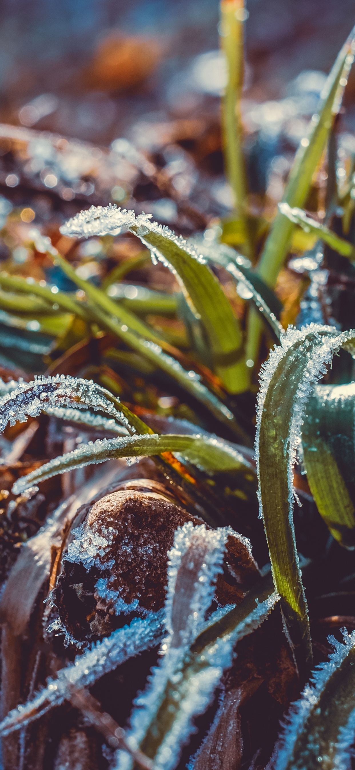 Frost, Water, Leaf, Grass, Plant. Wallpaper in 1242x2688 Resolution