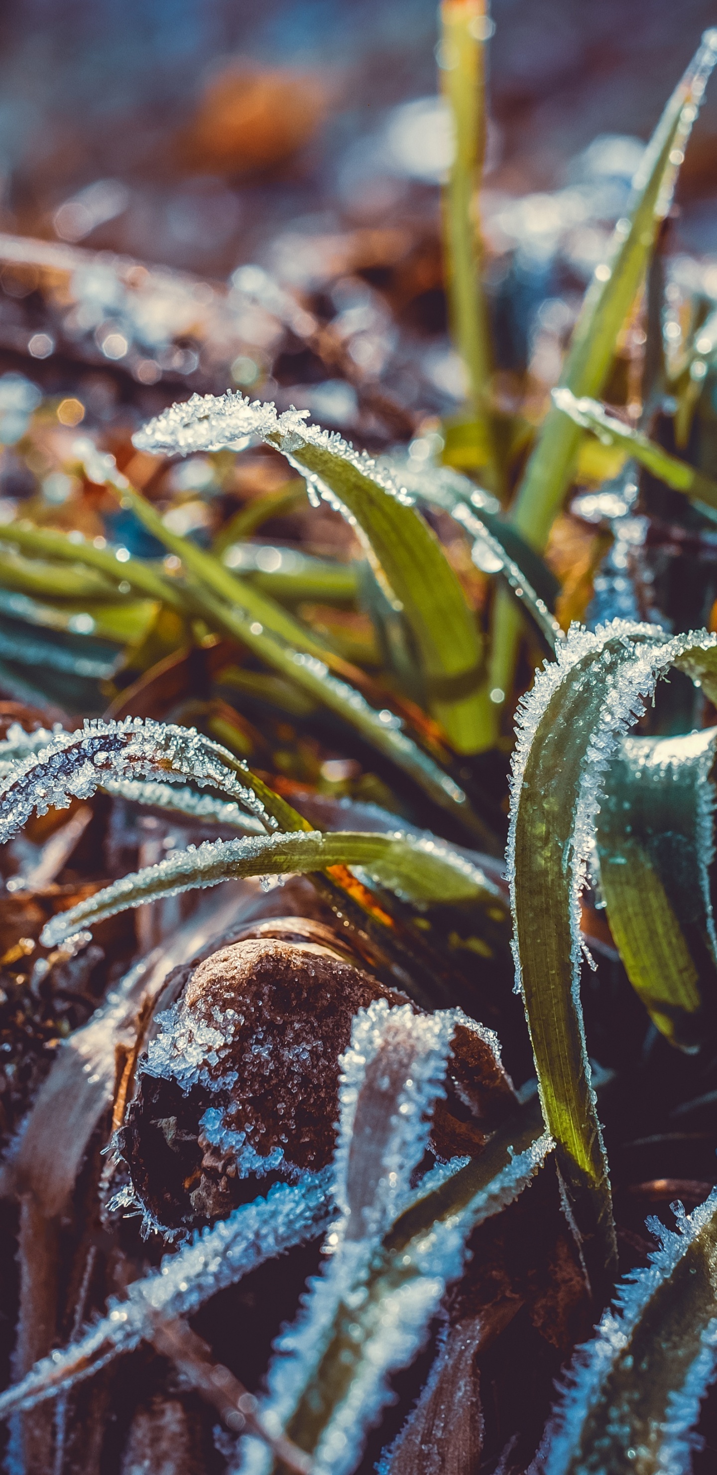 Frost, Water, Leaf, Grass, Plant. Wallpaper in 1440x2960 Resolution