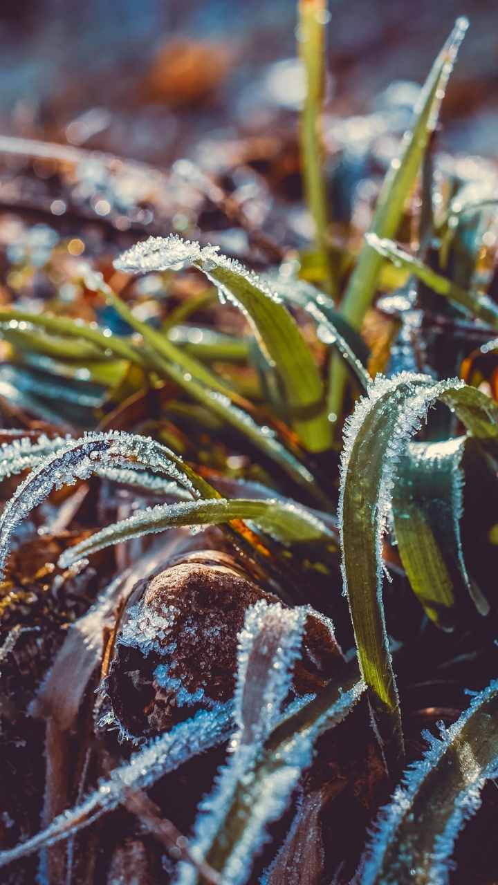 Frost, Water, Leaf, Grass, Plant. Wallpaper in 720x1280 Resolution