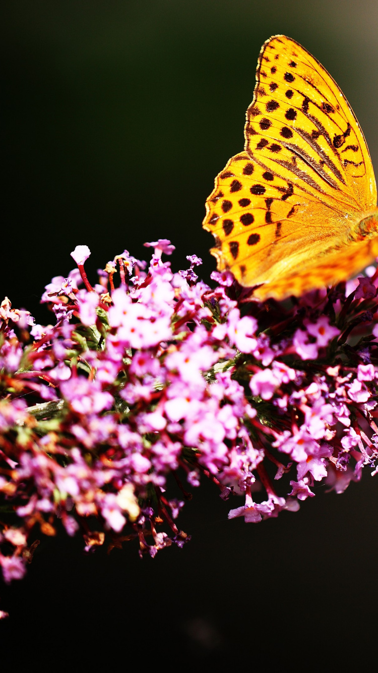 Les Arthropodes, Pollinisateurs, Insecte, Pétale, Les Papillons et Les Papillons. Wallpaper in 750x1334 Resolution