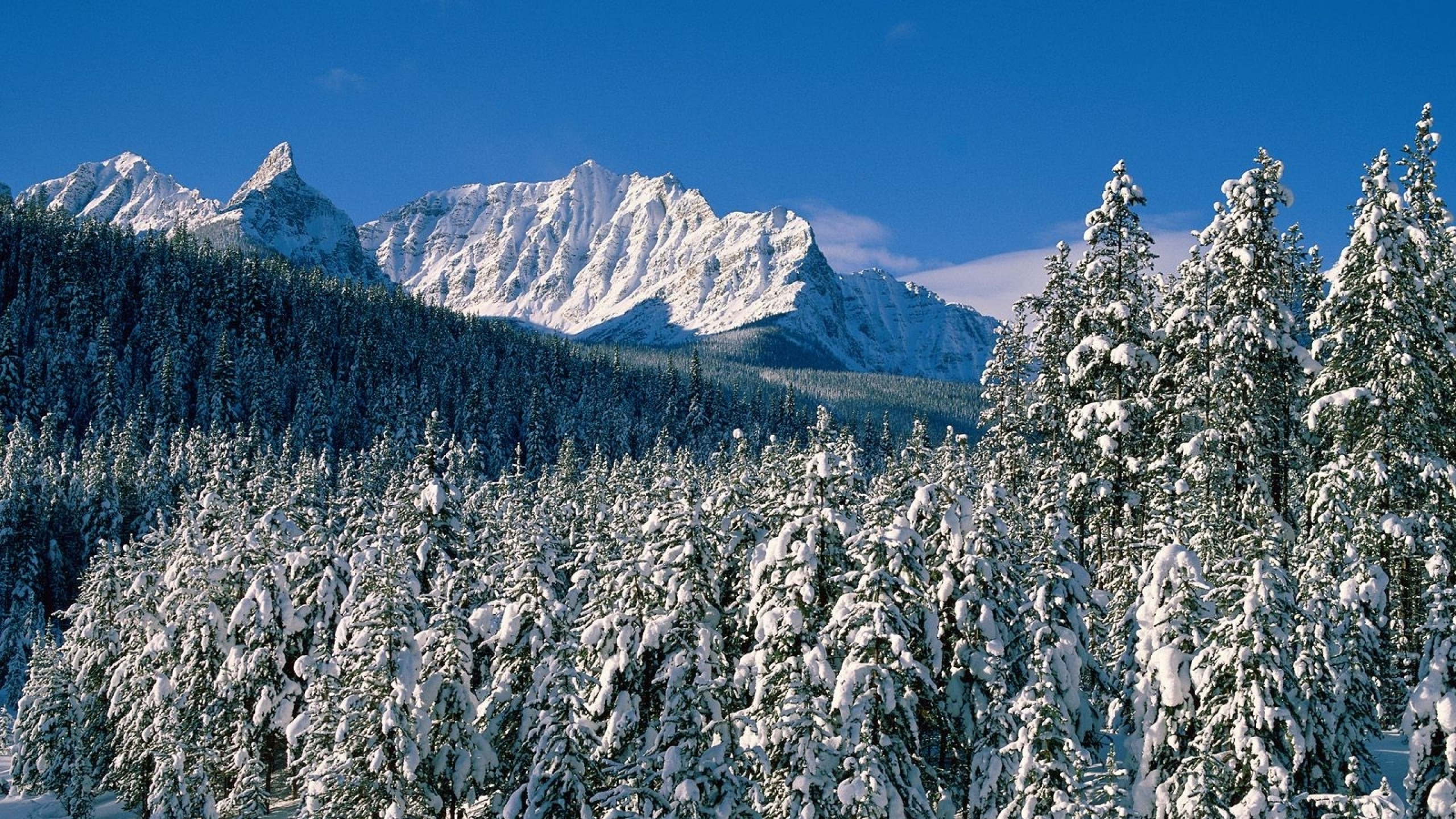 Pins et Montagnes Couverts de Neige Pendant la Journée. Wallpaper in 2560x1440 Resolution